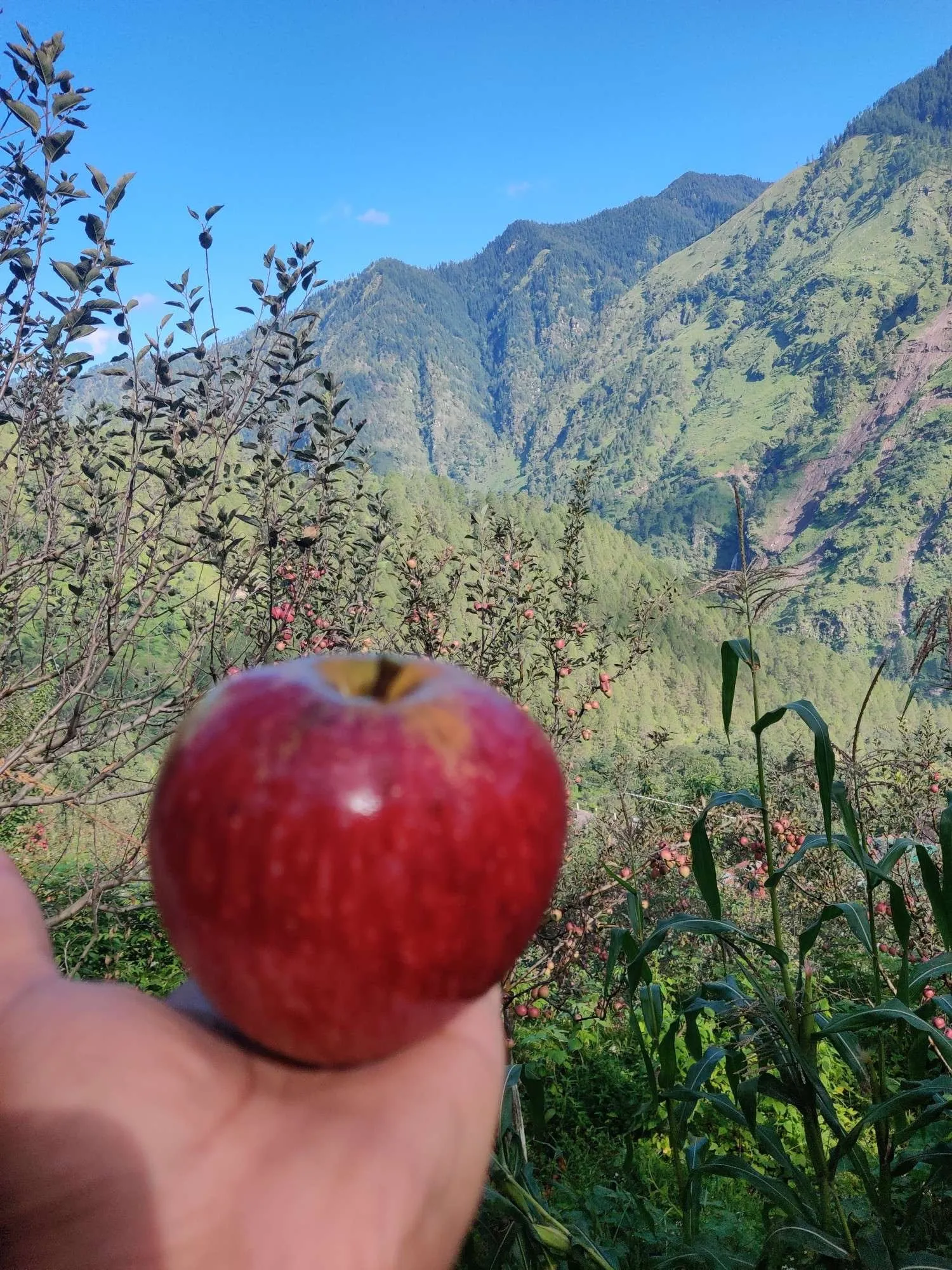An apple from the orchard, with the Tons valley behind
