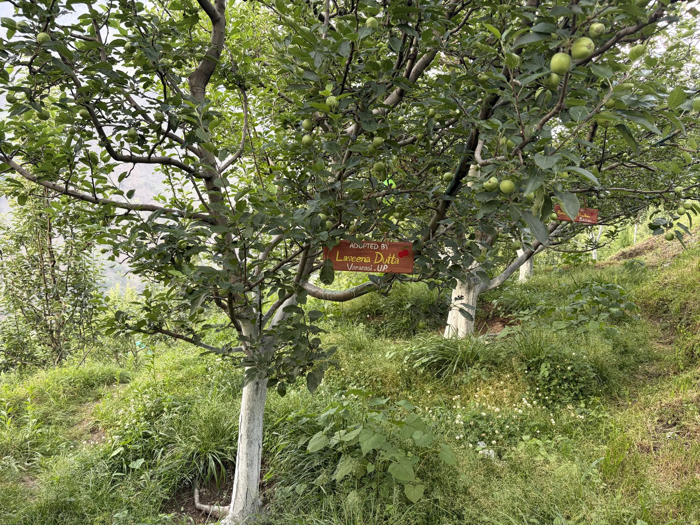 An adopted apple tree with its nameplate at Himalayan Estate