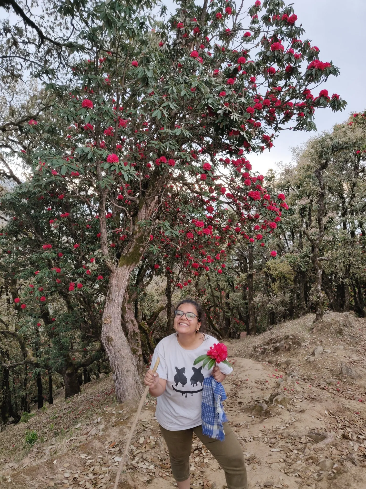 Walking through blooming rhododendrons