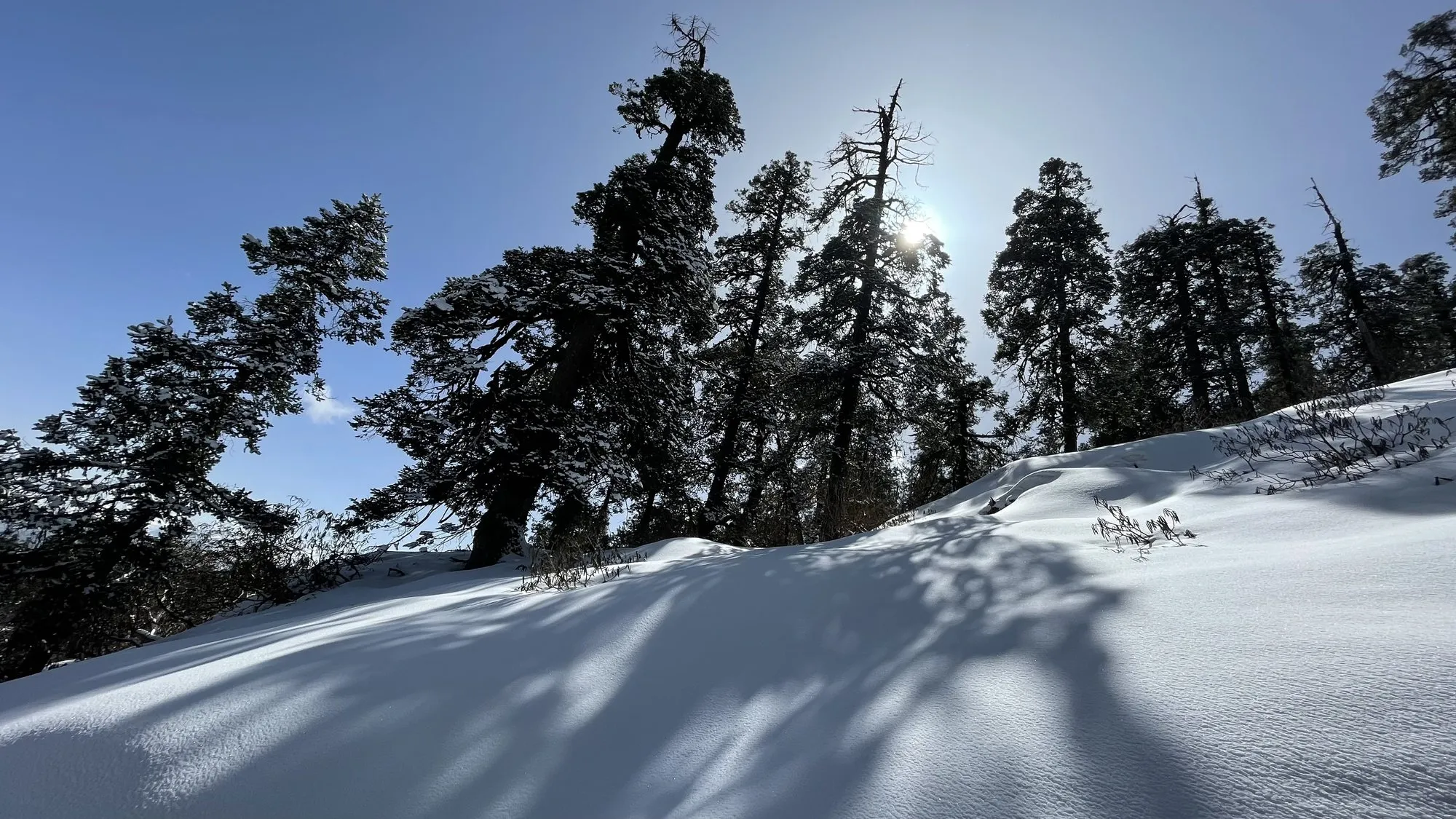 Sun through the pines above the snowline