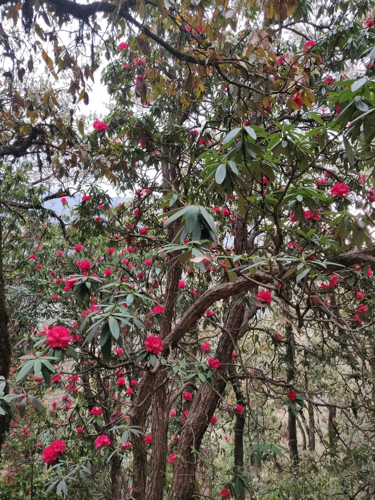 Rhododendrons in full bloom