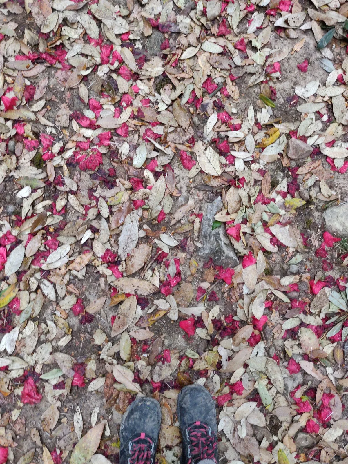 The trail carpeted with rhododendron petals