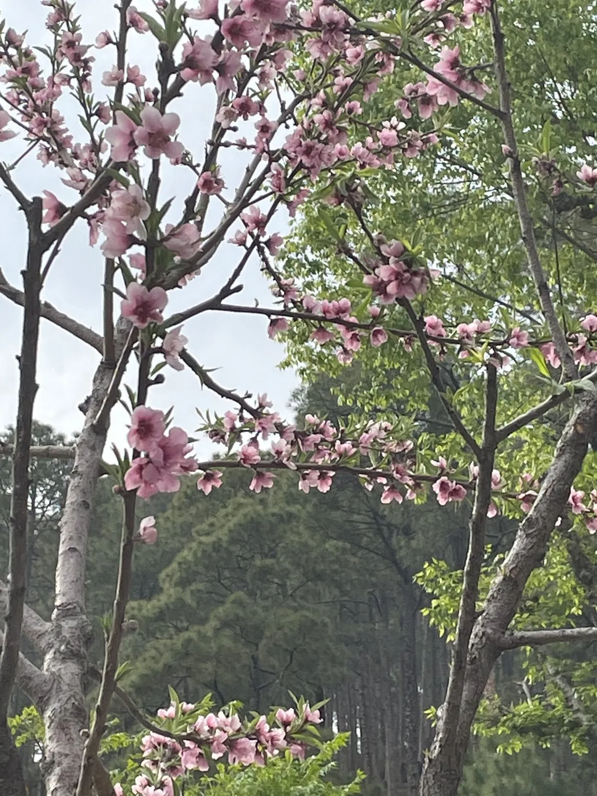 Spring blossom on the road to Sankri